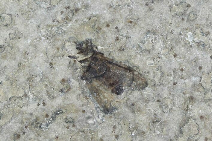 Fossil March Fly (Plecia) - Green River Formation #95840